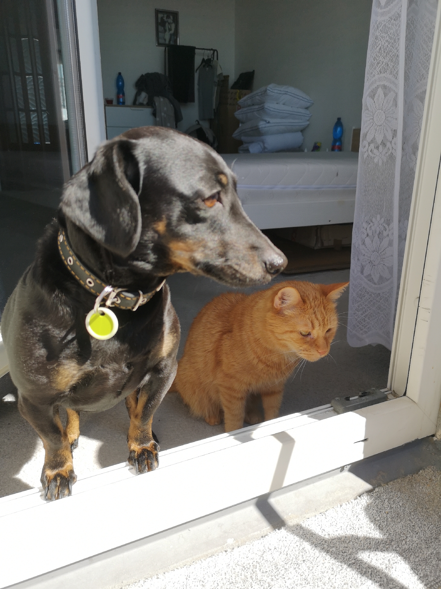 Dog and cat share sunny doorway moment in Pardubice
