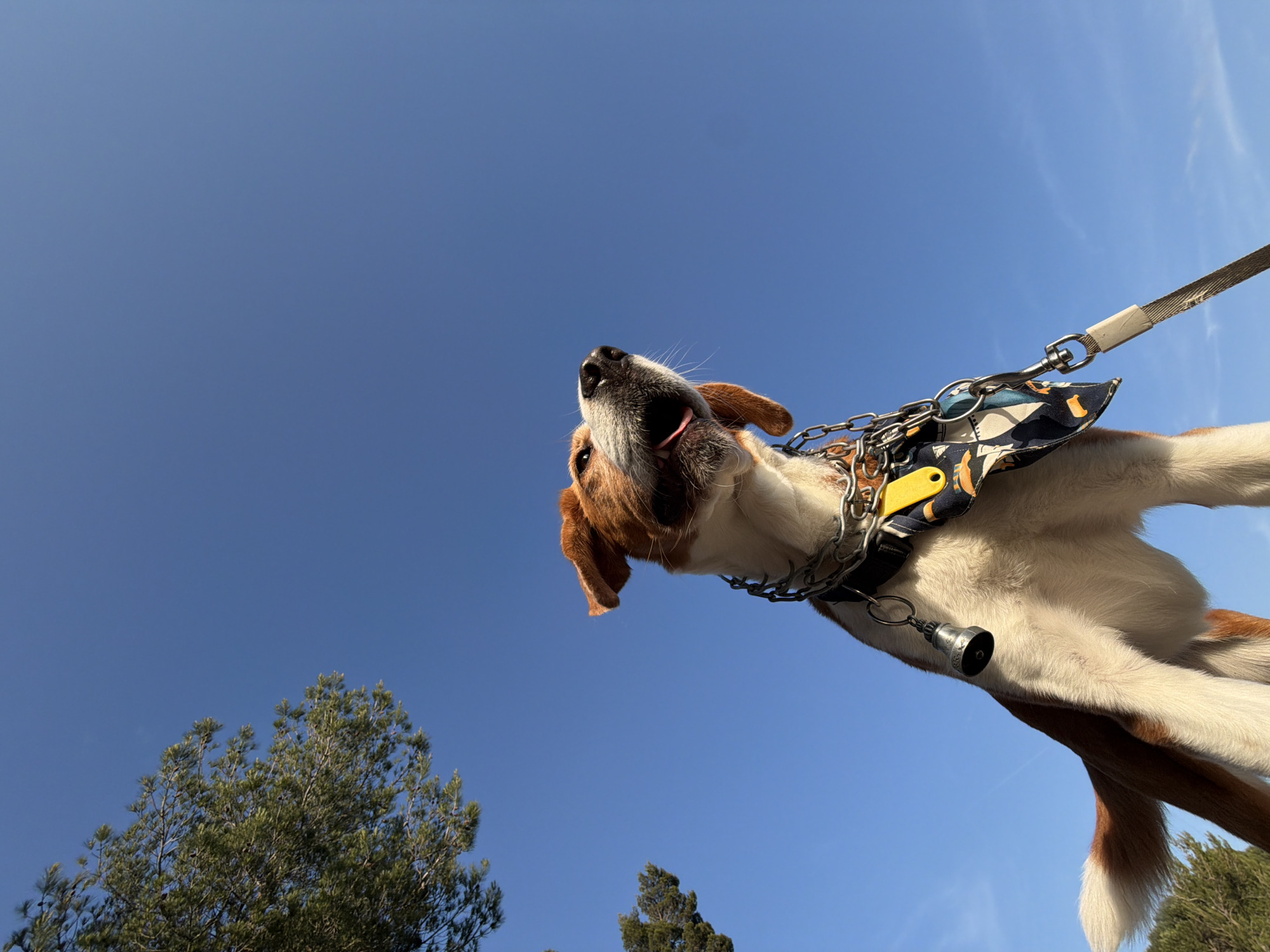 Leashed terrier mix spotted wearing bandana in Buljarica