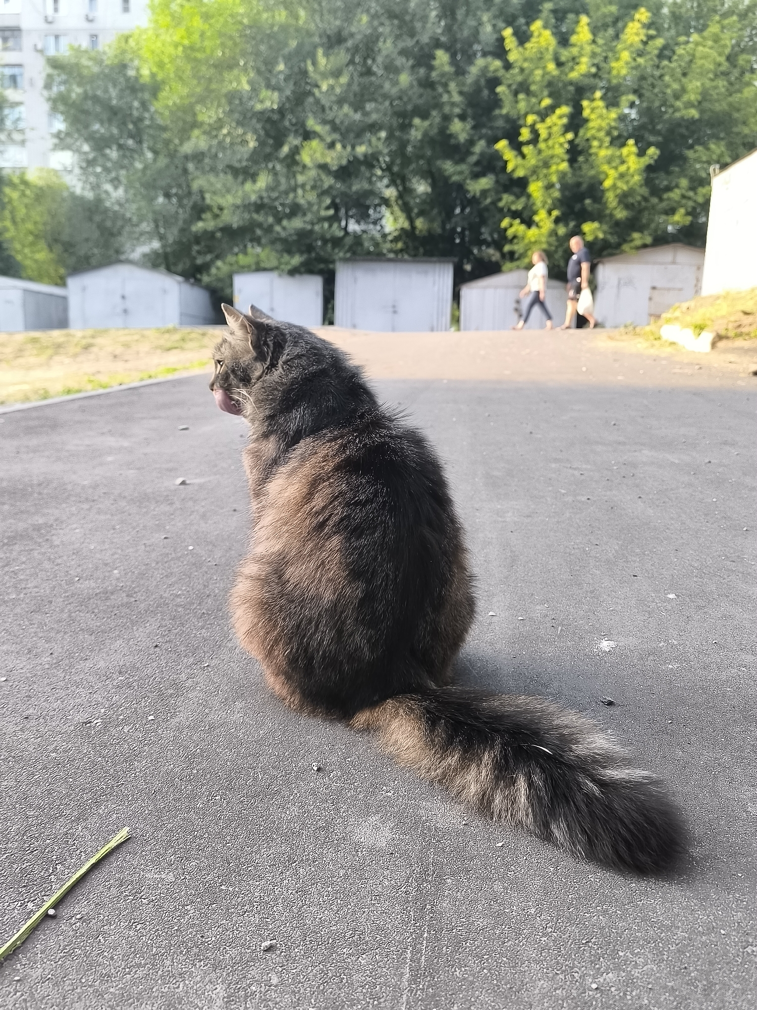 Street cats and scattered objects near Dnipro garages