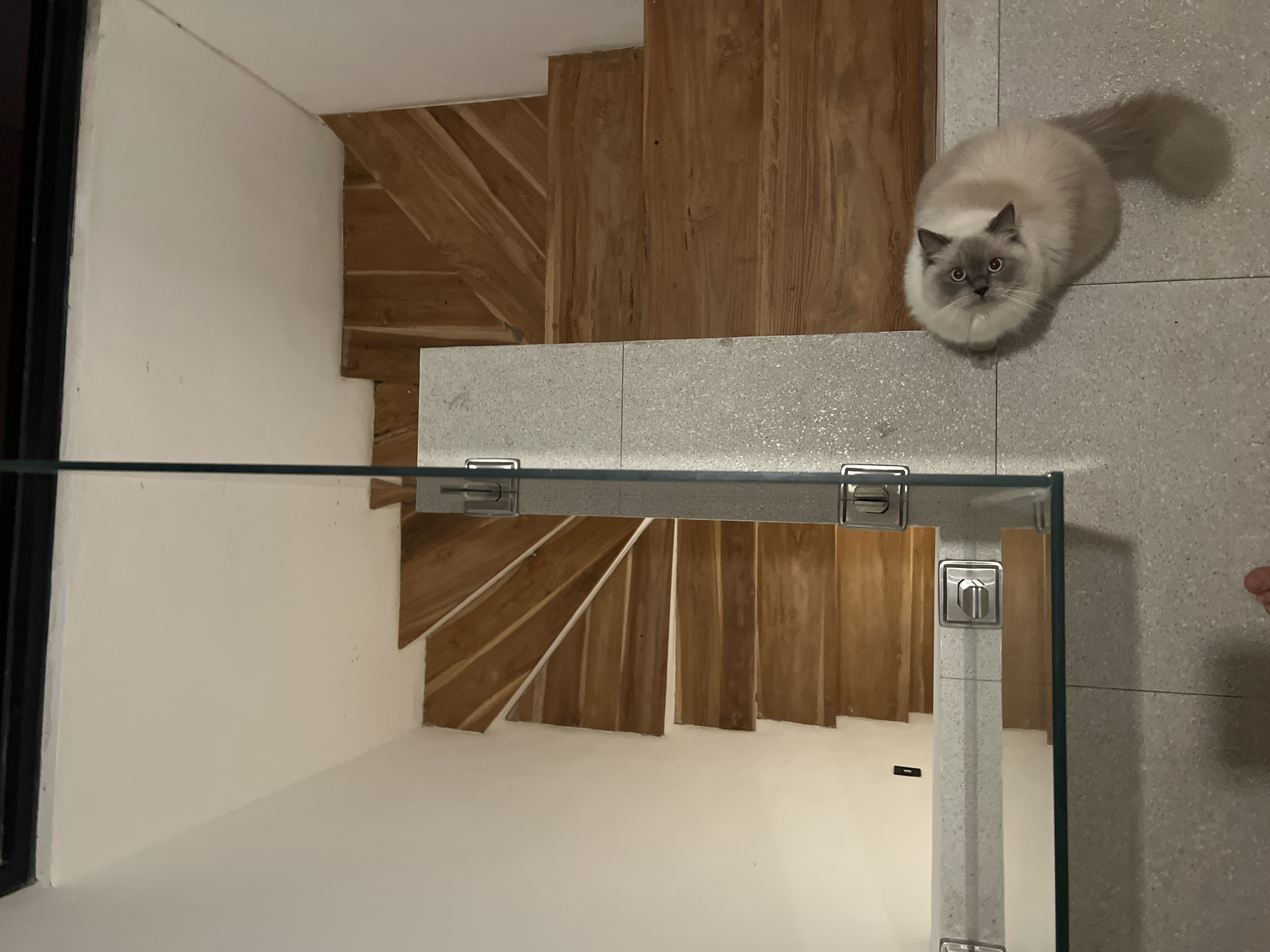 Cat spotted multiple times in Buduk, Indonesia building