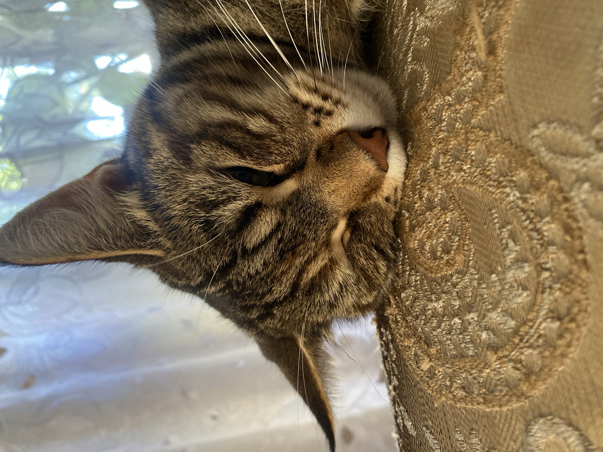 Tabby cat napping on a patterned sofa in Maykop
