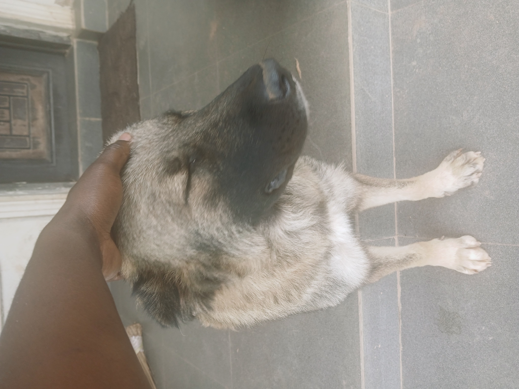 Person plays with dog in Kitwe home