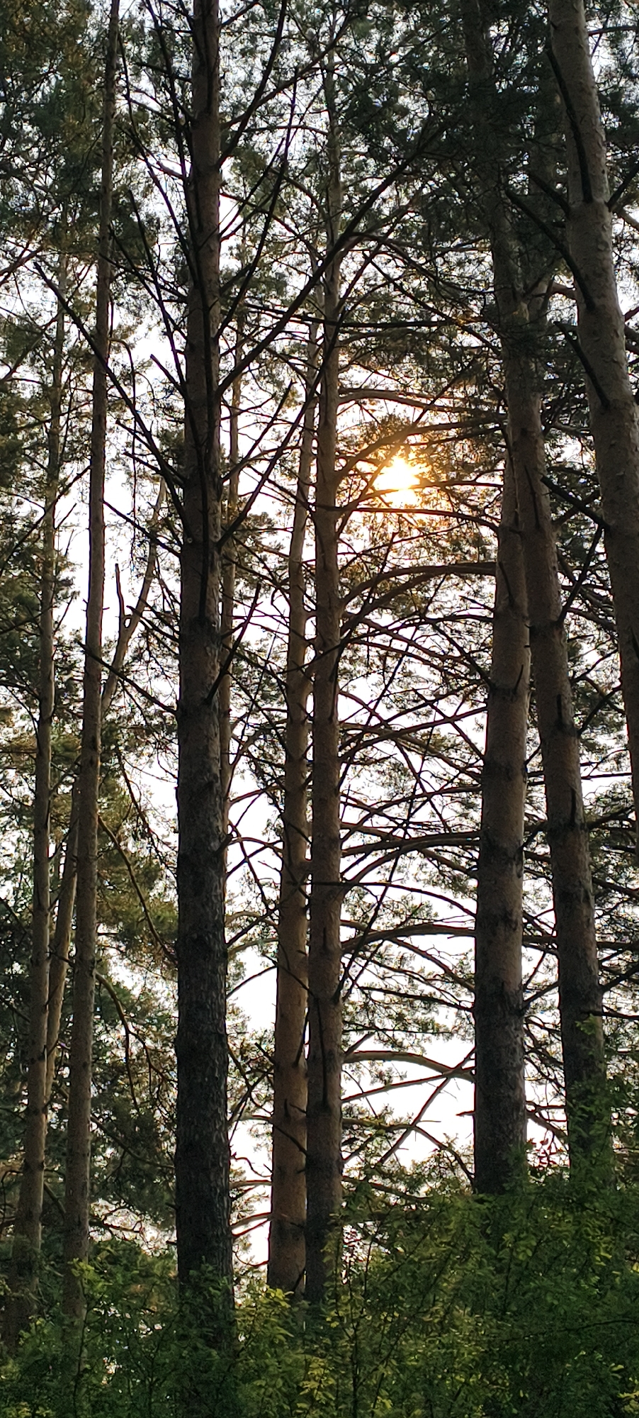 Sunlit forest walk through a Krasnoyarsk park, mid-summer.