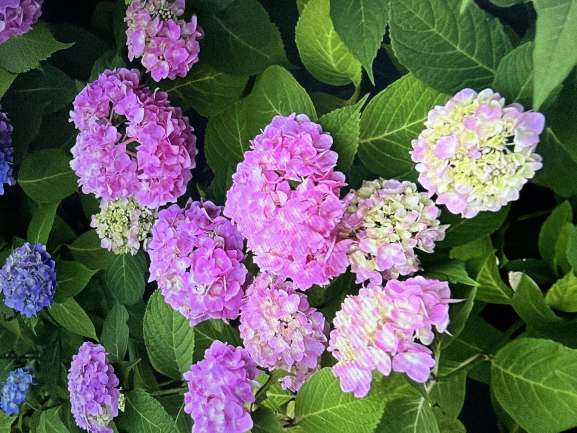 Summer day of flowers, lakeside walks, and café stops