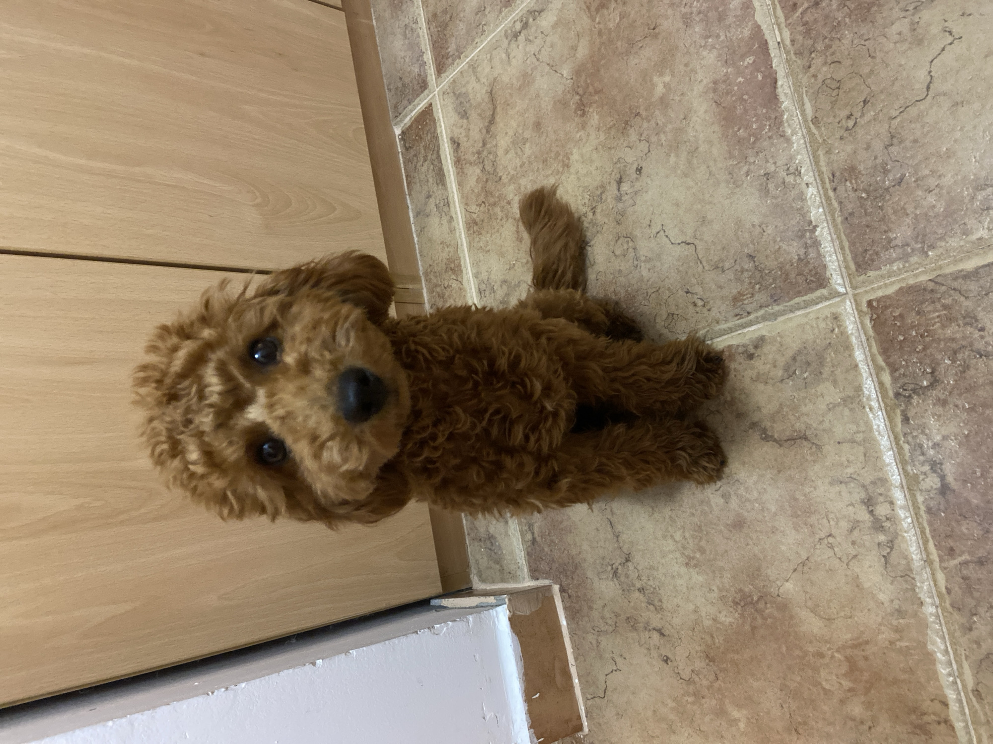 Quiet kitchen moments with puppy, coffee, fish prep in Montenegro