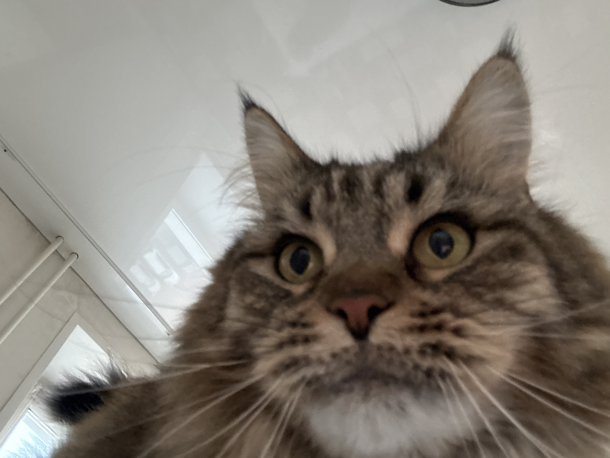 Maine Coon cat and owner photographed in Izhevsk
