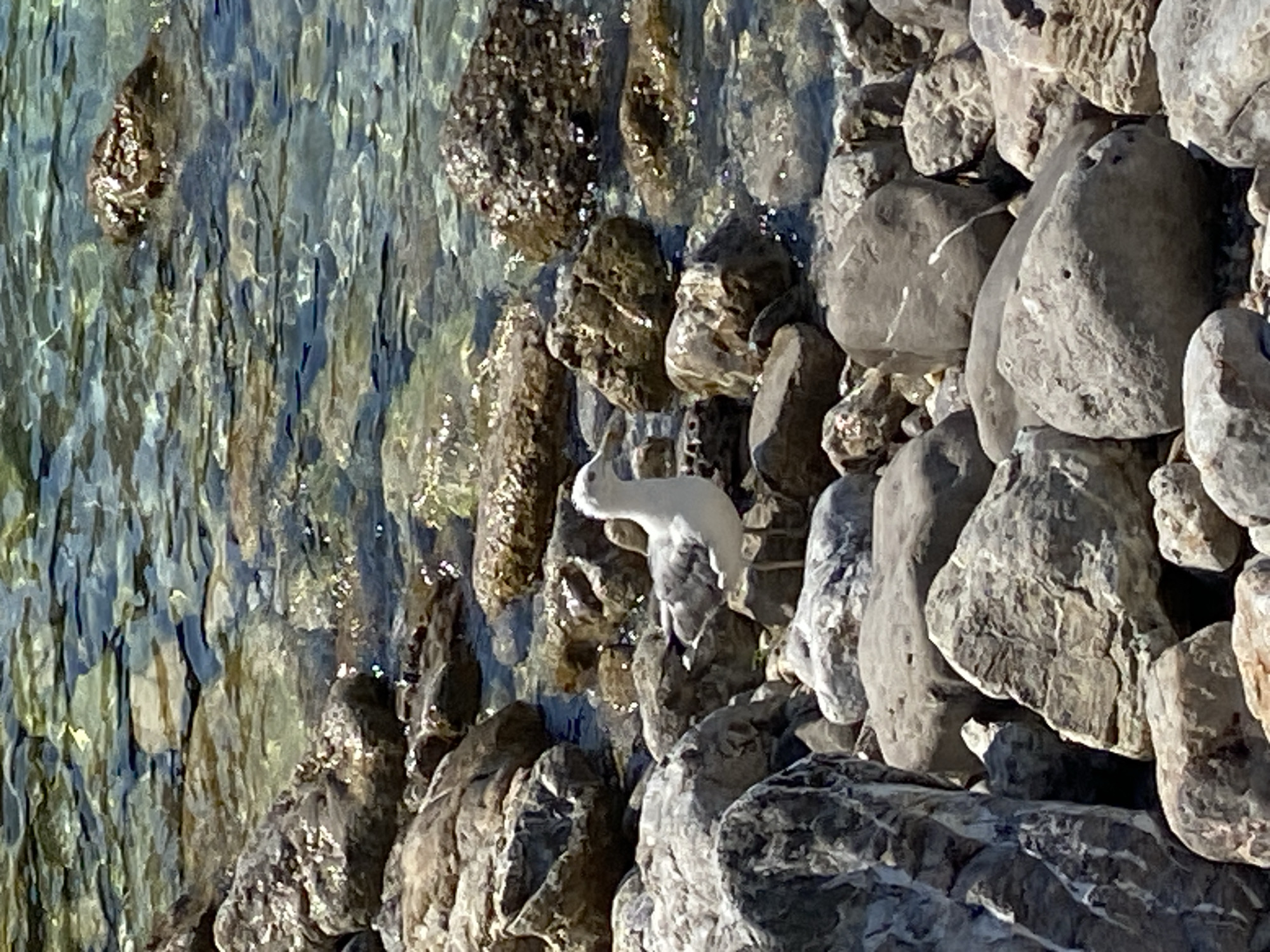 Seagull resting on rocky Montenegro shoreline