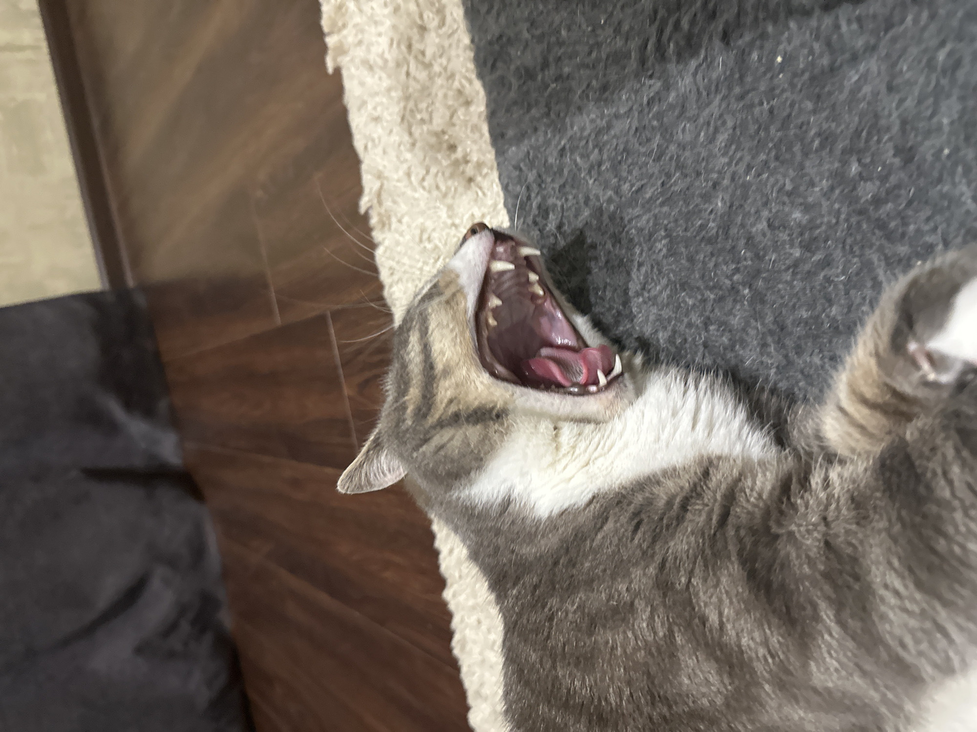 Indoor cat documented in typical daily activities over 42 minutes