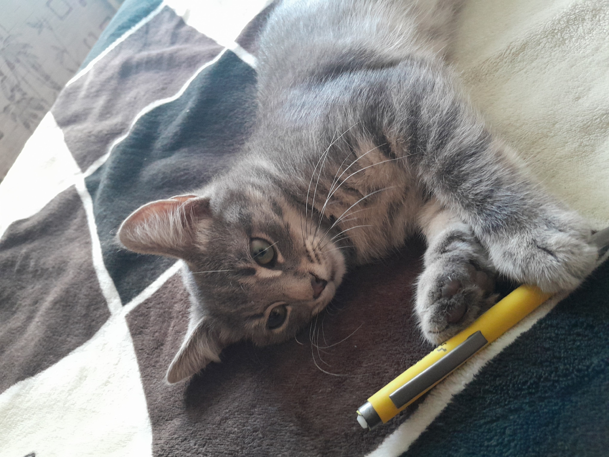 Gray tabby kitten, two moments, Kovalivka