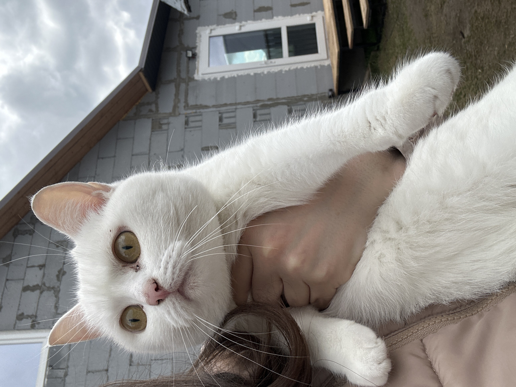 Morning cat photography session documented in Chaikovsky, Russia