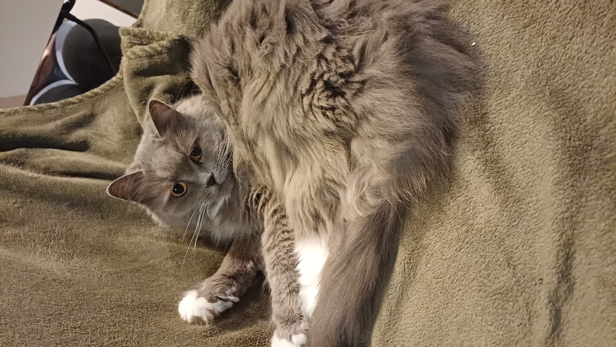 Cats and dogs observed in domestic settings in Timokhovo