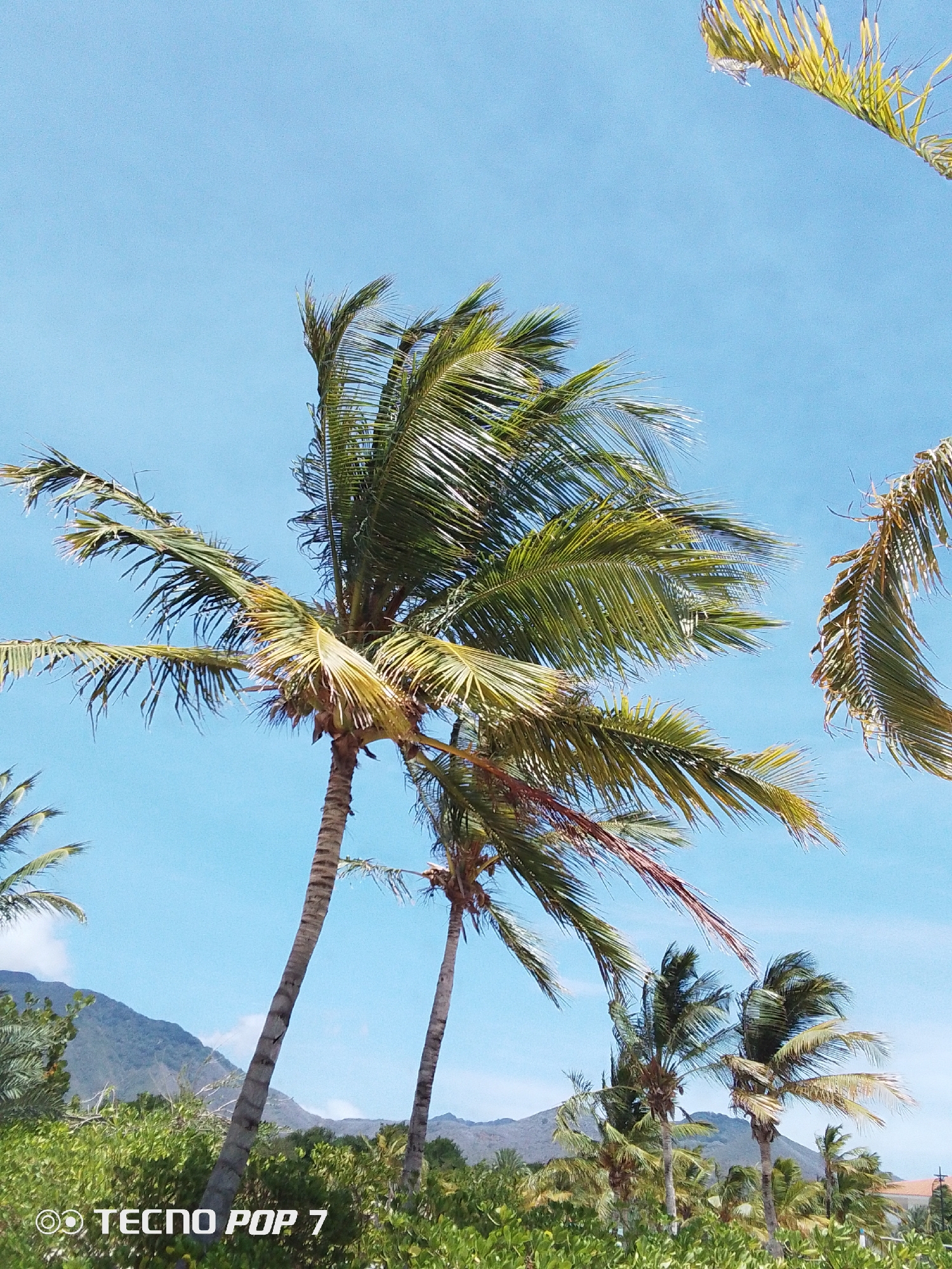 Palm trees documented under clear skies in Pedro González