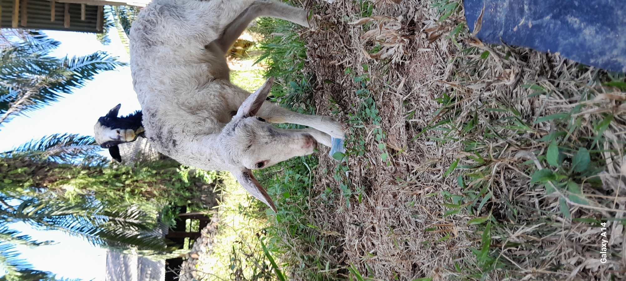 Sheep grazing in dry grassland near Tanjong, Indonesia