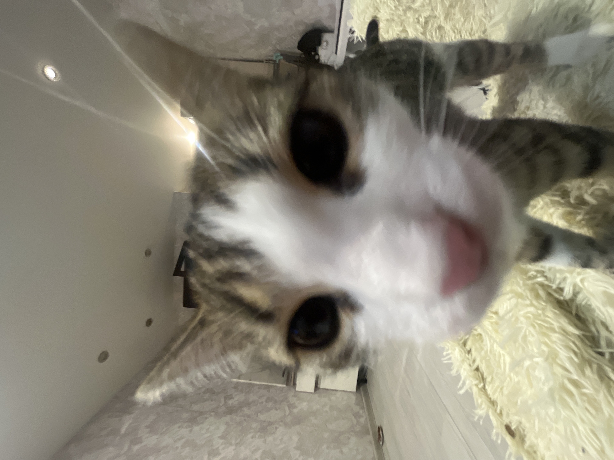 Cat photographed and petted on bed in Lopatino