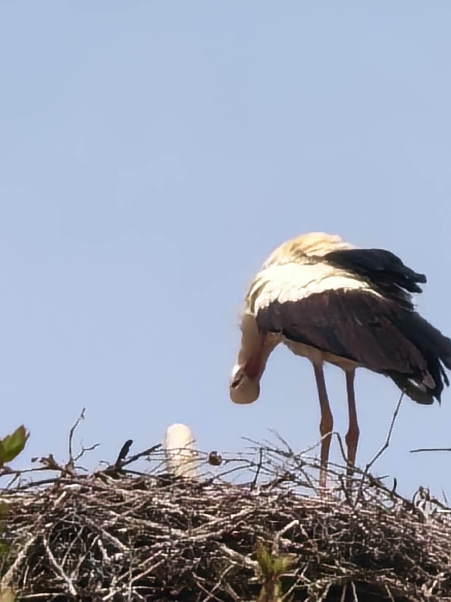 Spring wildlife and nature scenes documented across multiple locations