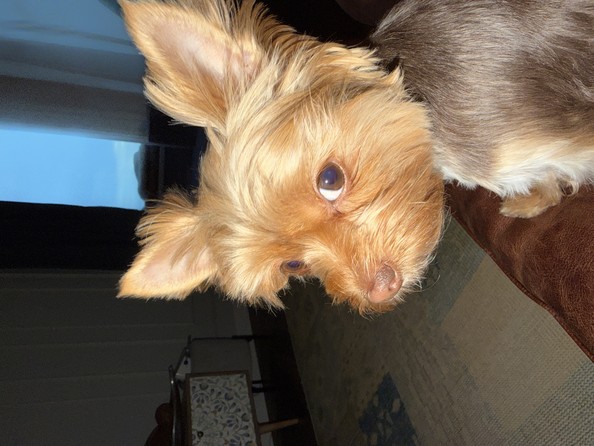 Evening at home in Khimki with a Yorkshire Terrier