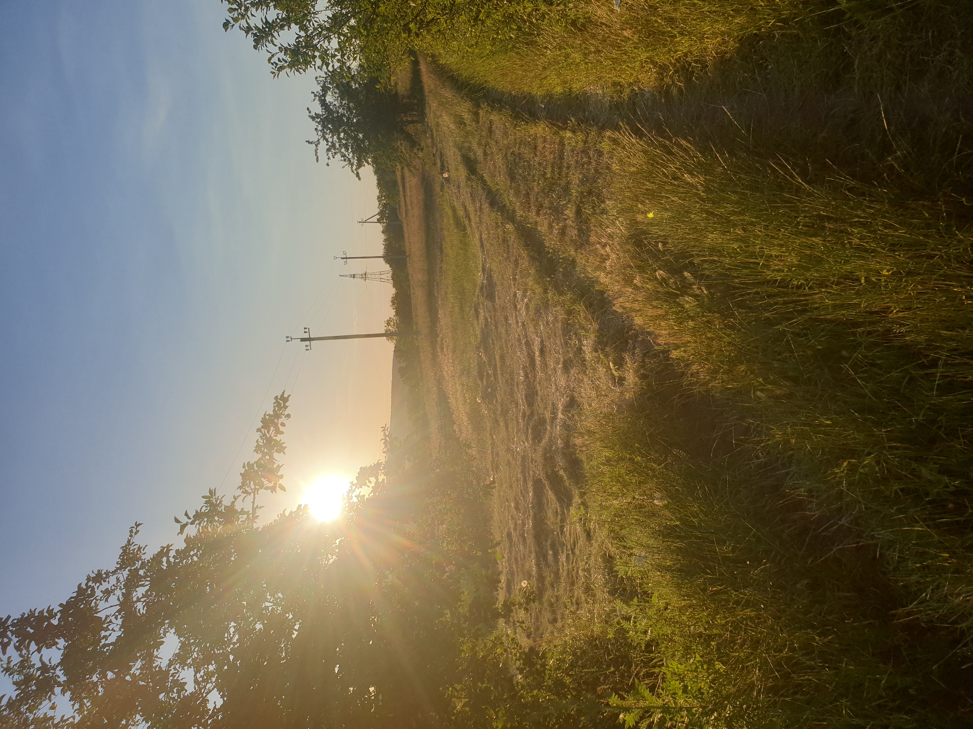 Golden hour in a rural field, cat included