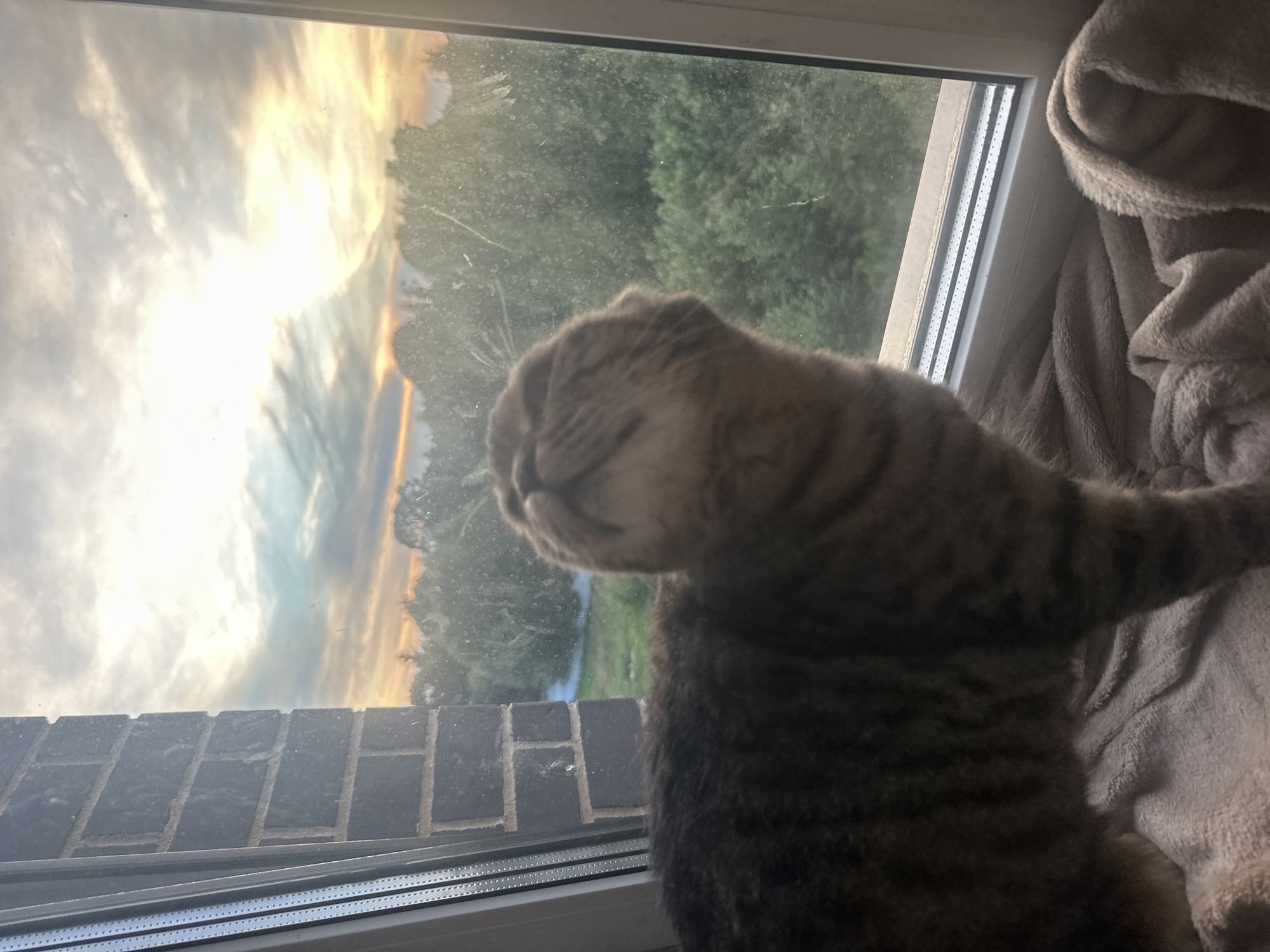 Cat by a window watches dusk fall over Russian forest