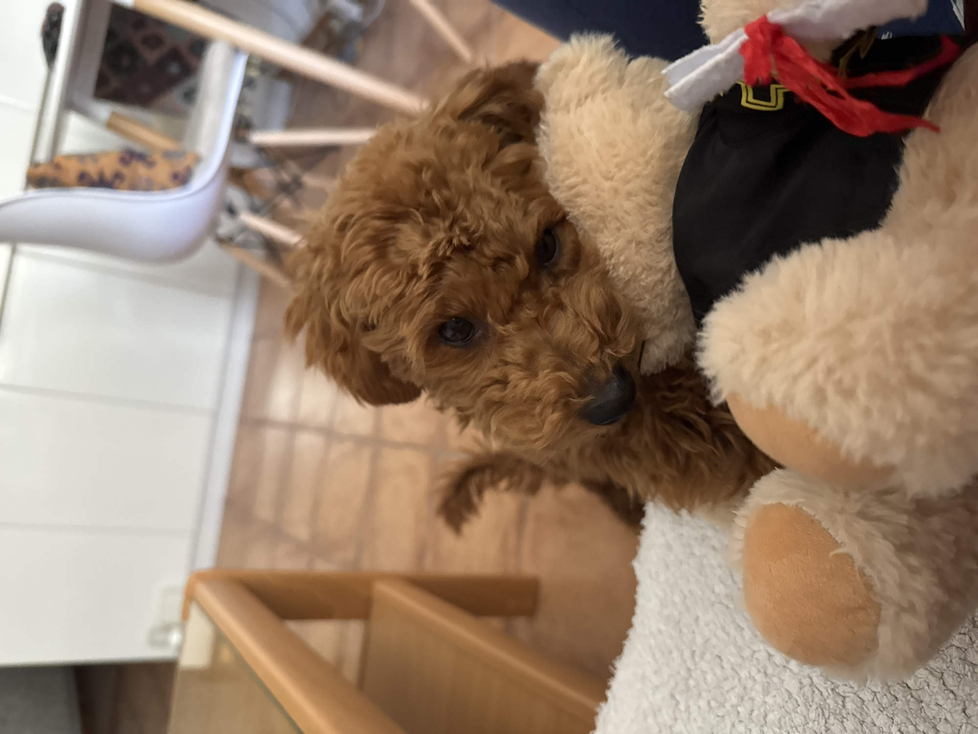Dog rests with graduation teddy bear in Montenegro