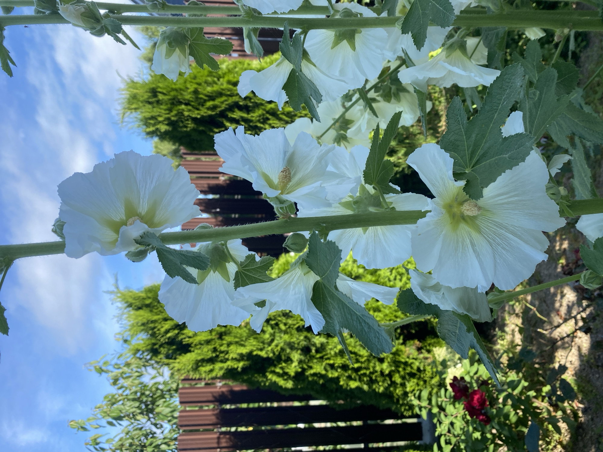 A lush Russian backyard garden in full summer bloom