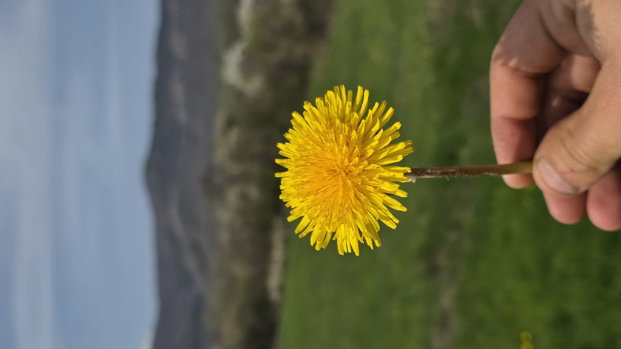 Spring wildflowers bloom in Bulgarian meadow, bee spotted foraging