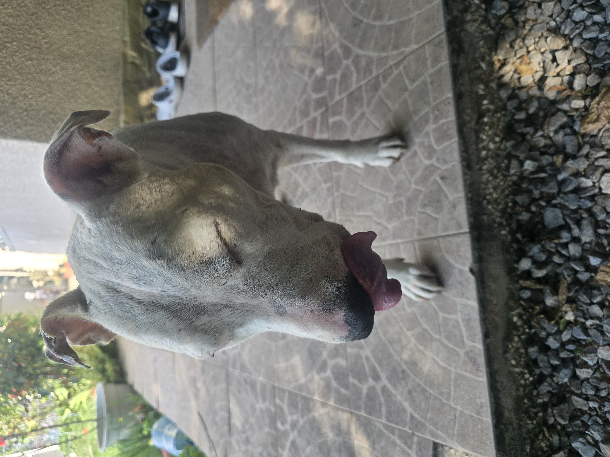 Garden morning in Golyanovtsi: flowers, storks, and dachshunds