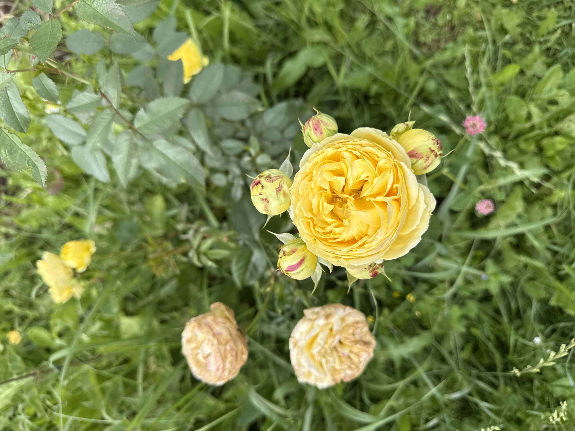 Garden flowers and forest floor in Mahilyow, midsummer morning