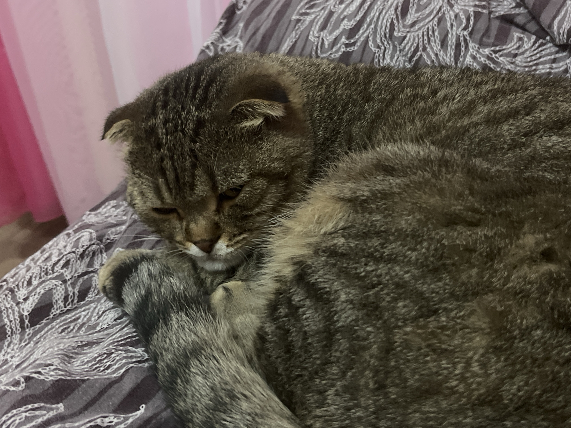 Scottish Fold tabby cat resting on patterned bedding in Semyonov