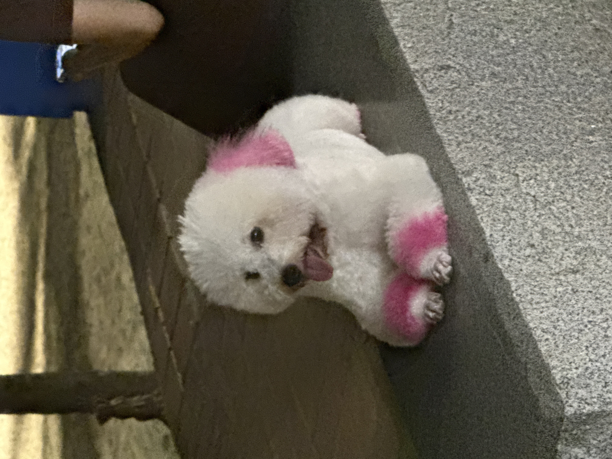 Pink-dyed Bichon Frise rests on concrete ledge in Vietnam