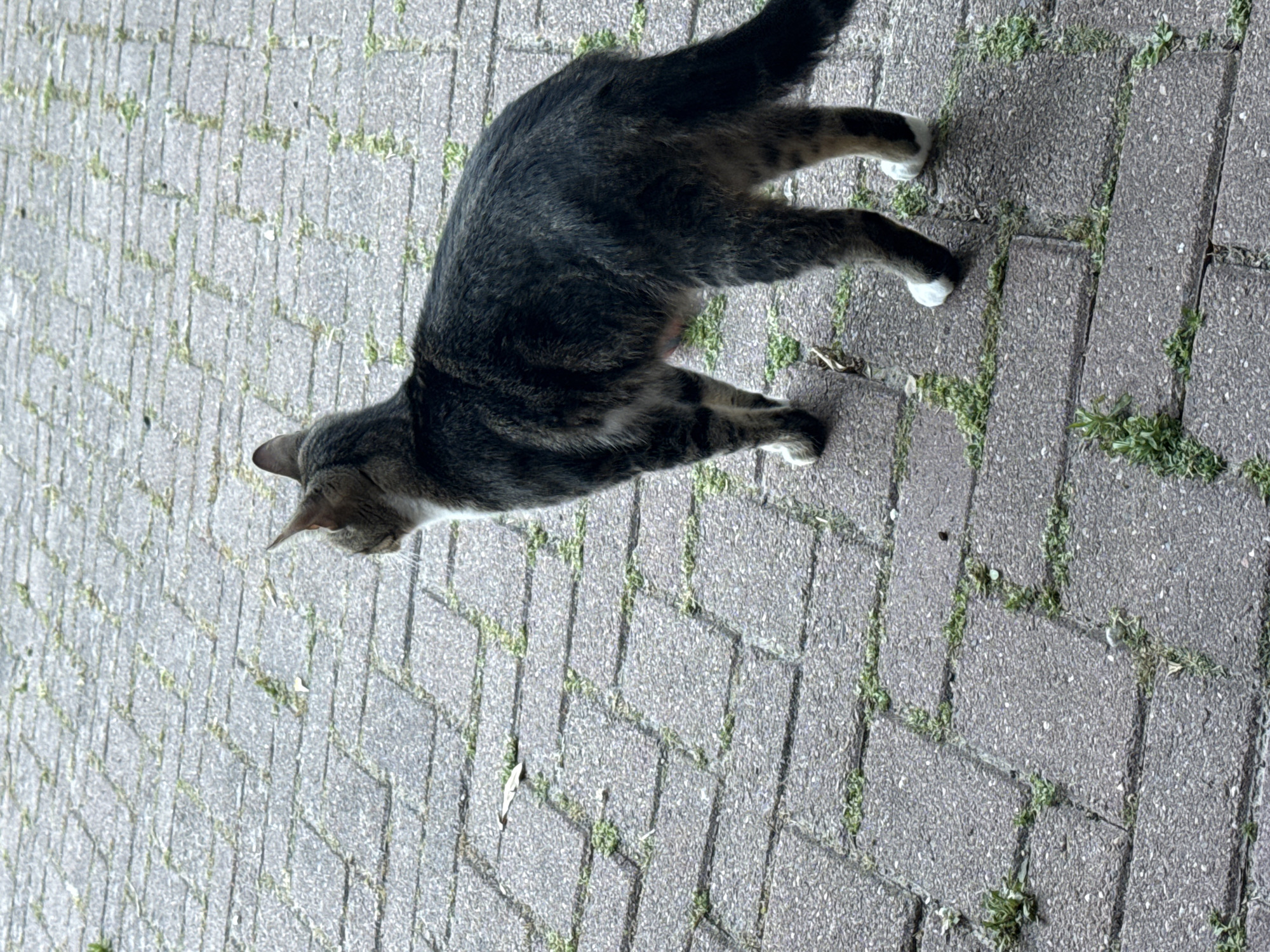 Street scenes captured in Petten: cats, child, anchor monument