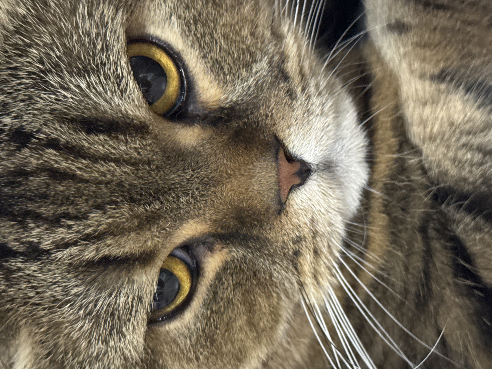 Brown tabby cat photographed up close from multiple angles