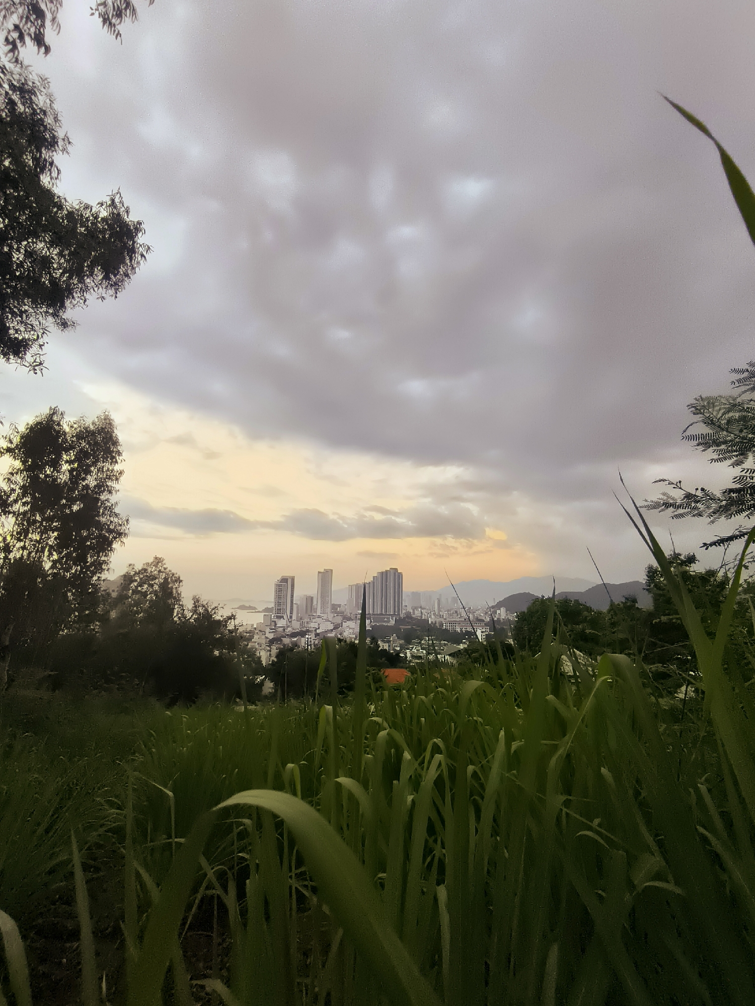 Morning stop in Nha Trang with scooter, greenery, and city views