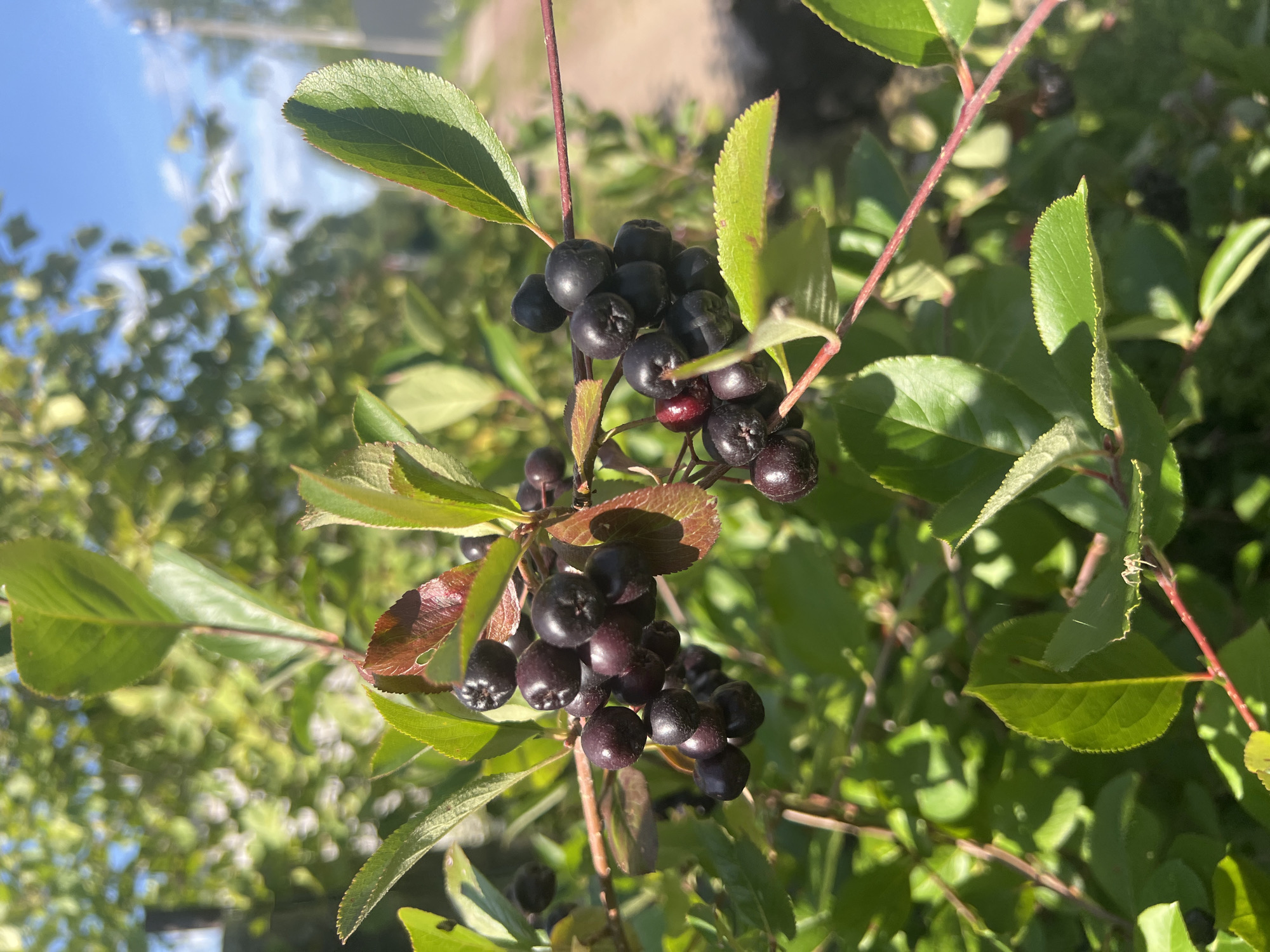 Summer dacha day: gardens, cooking, and a fluffy black dog