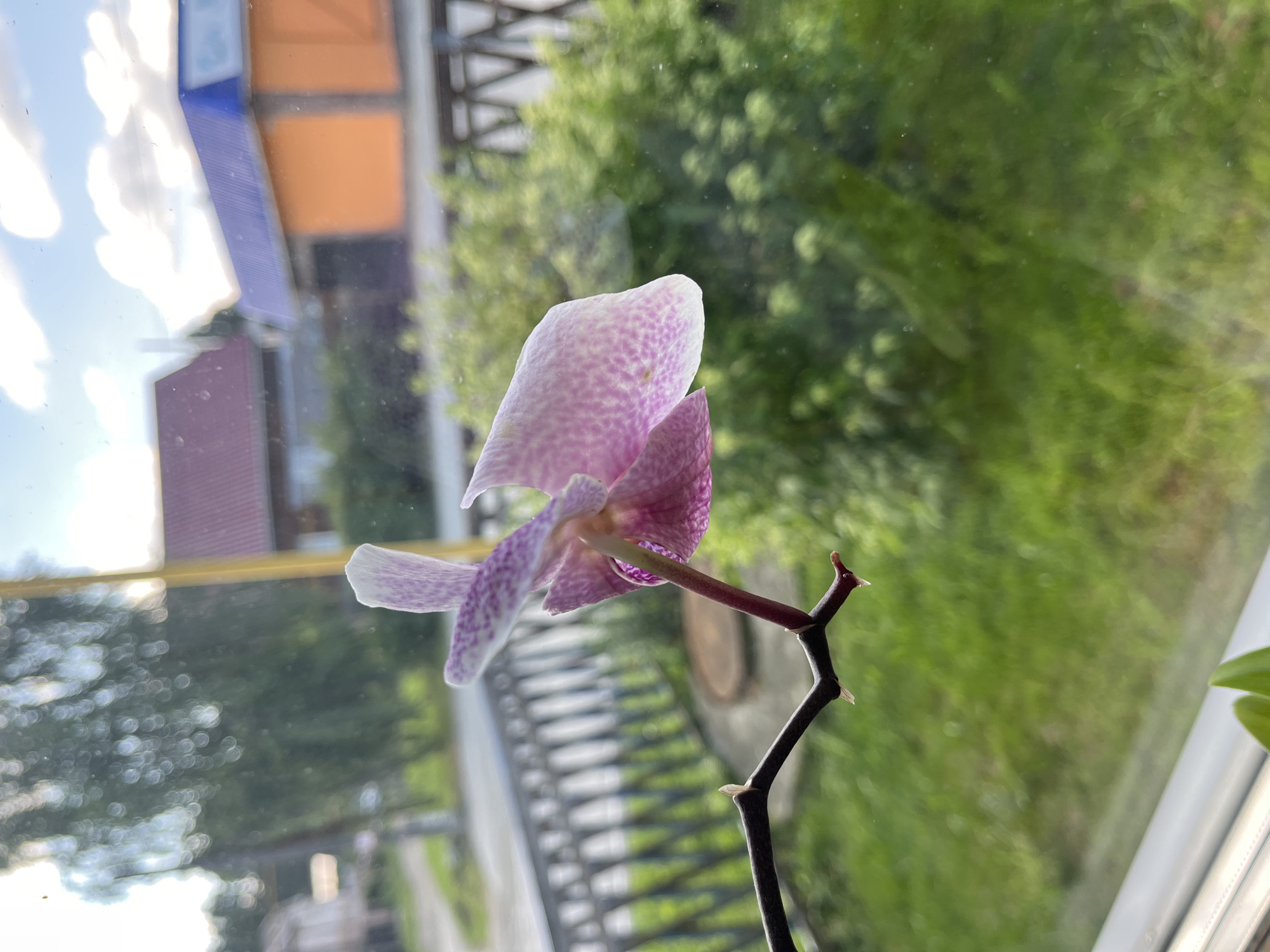Flowers, toys, and a low-key home celebration in rural Russia