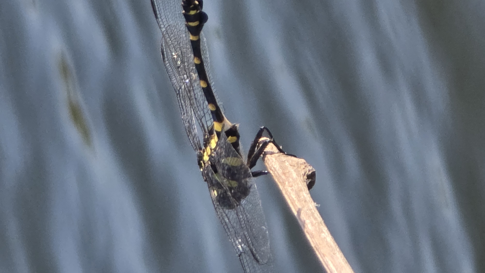 Striped dragonfly spotted resting on branch in Vietnamese ward