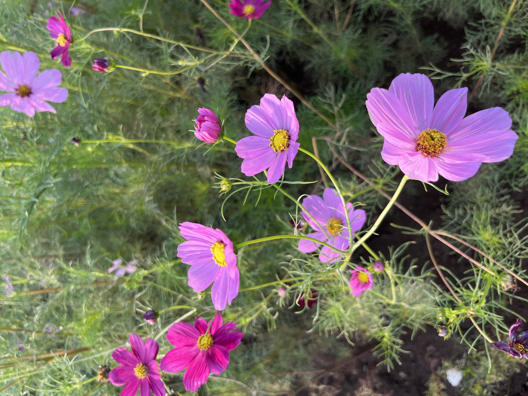 Cosmos fields and summer dusk in Sayama, Japan