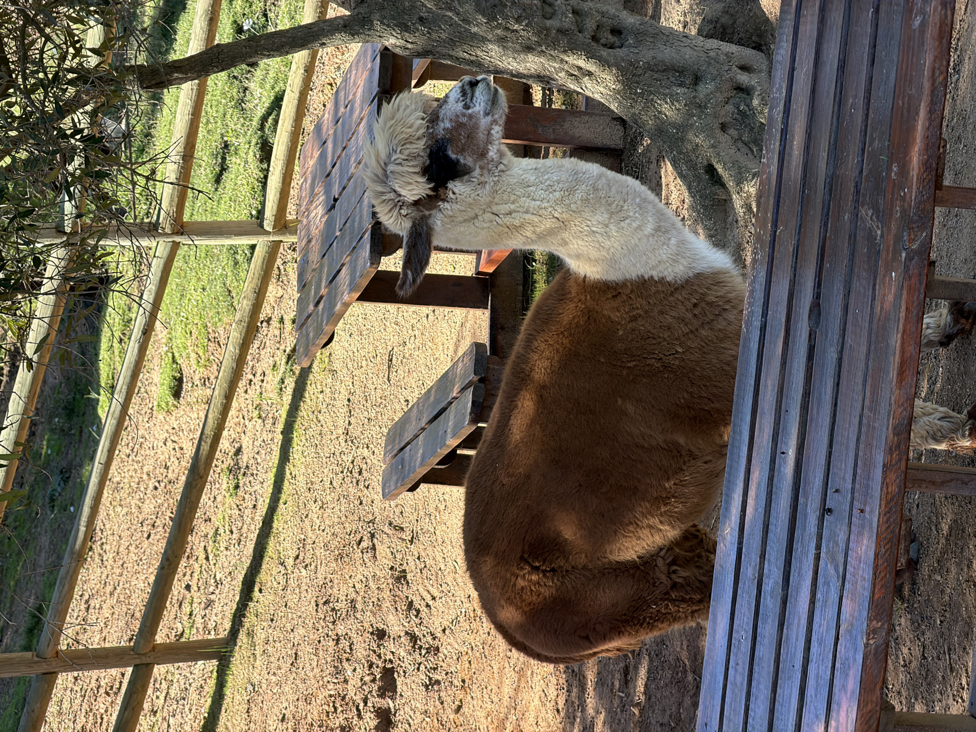 Alpacas observed in outdoor enclosure, Drakenstein Nu, South Africa