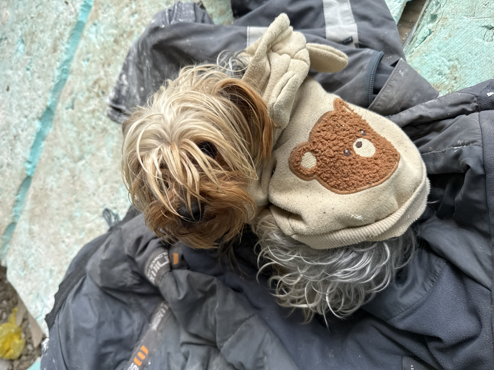 Small dog in hooded sweater spotted resting in Tsarevo