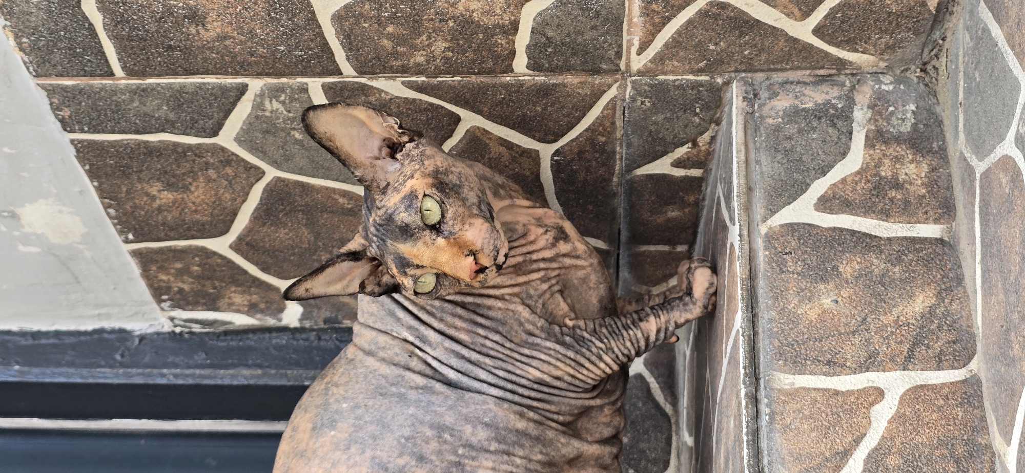 Baku Sphynx cat, indoors and out, July morning