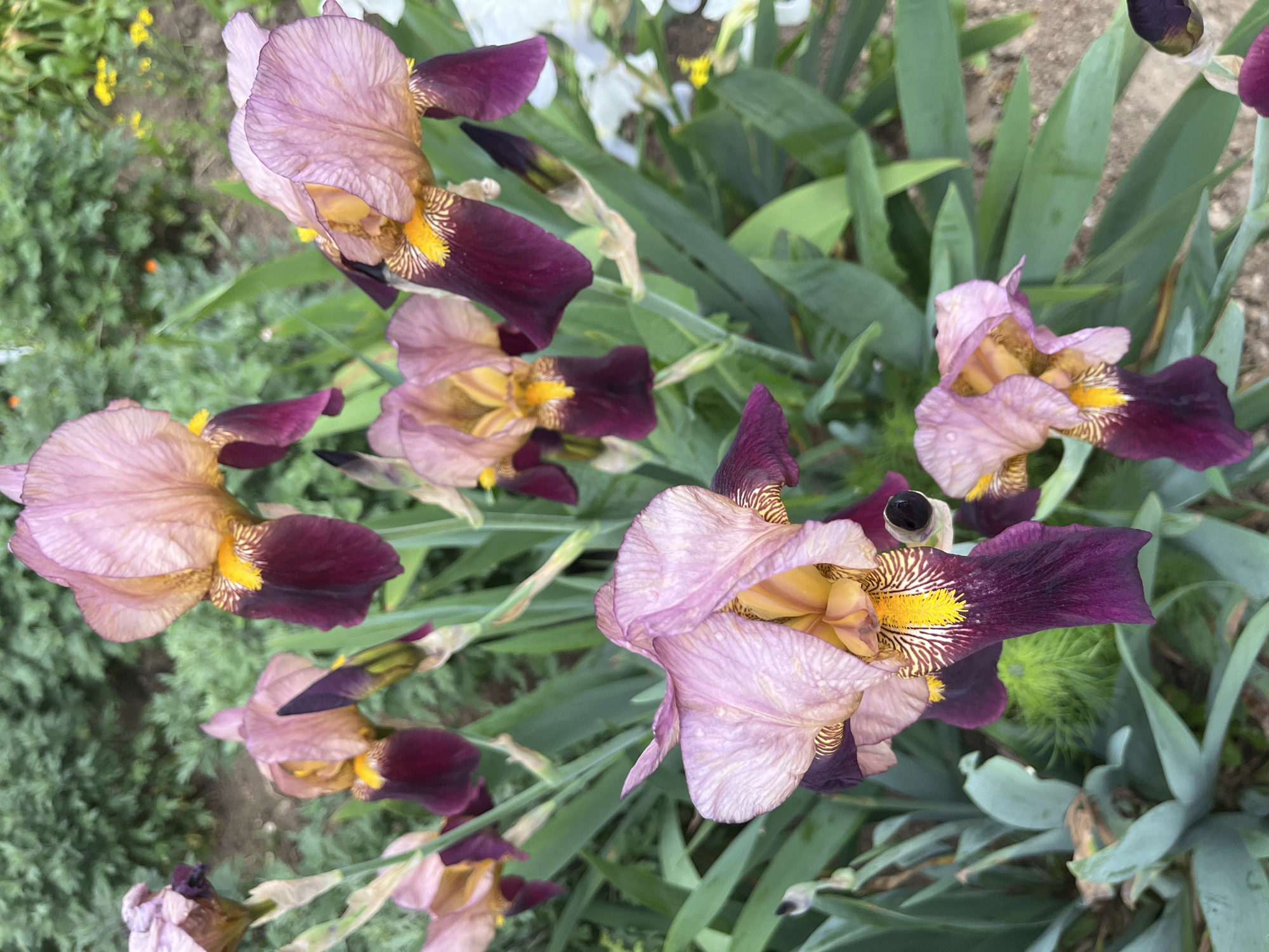 Spring Day Captured: Flowers Bloom, Dogs Walk, Life Continues