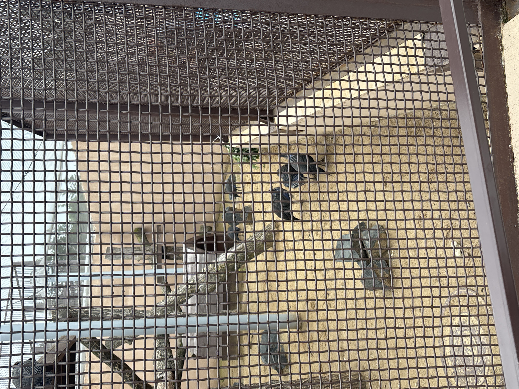 Morning visit to Perm Zoo's bird and mammal enclosures