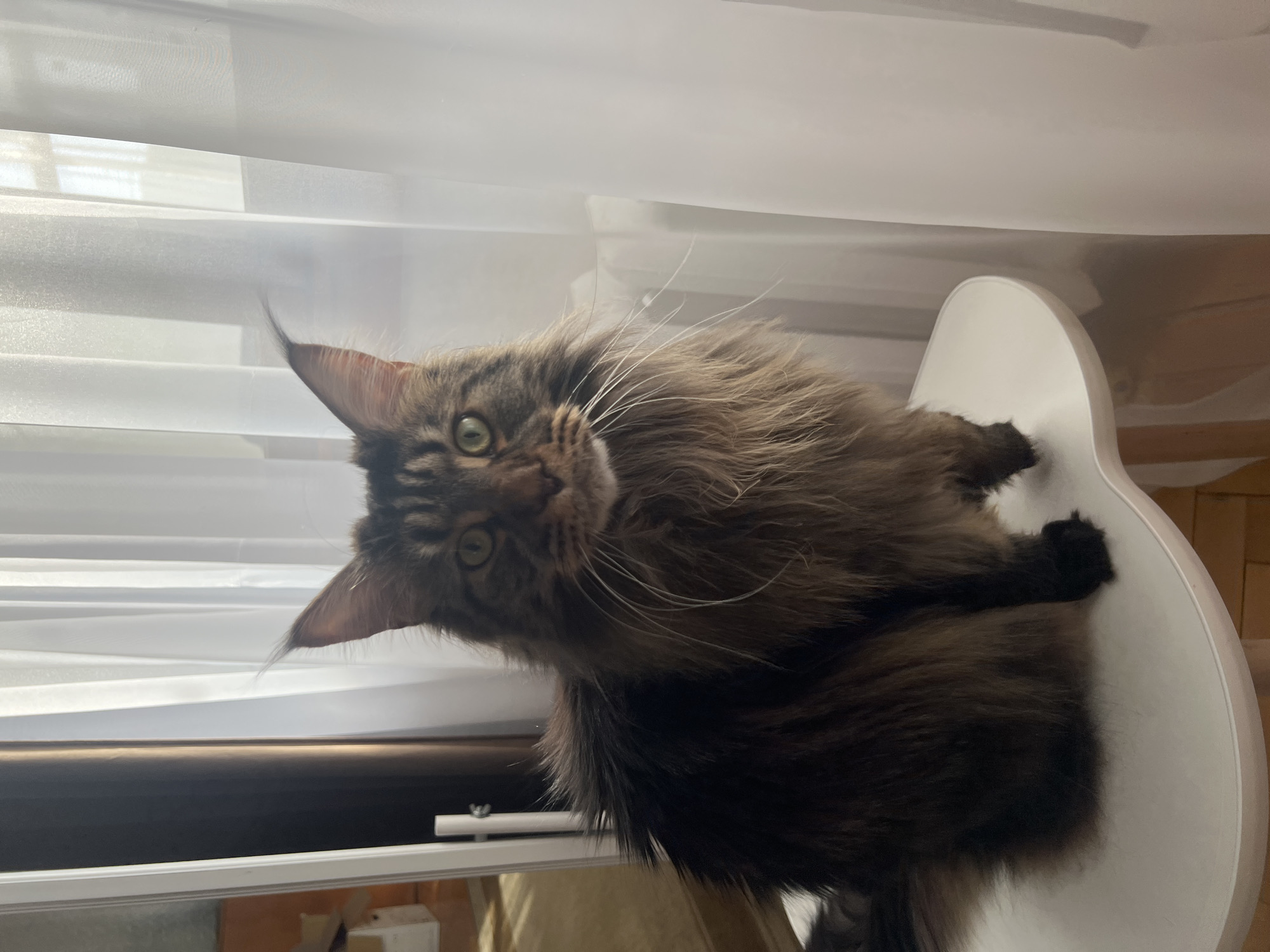 Maine Coon cat and toddler captured in Russian home