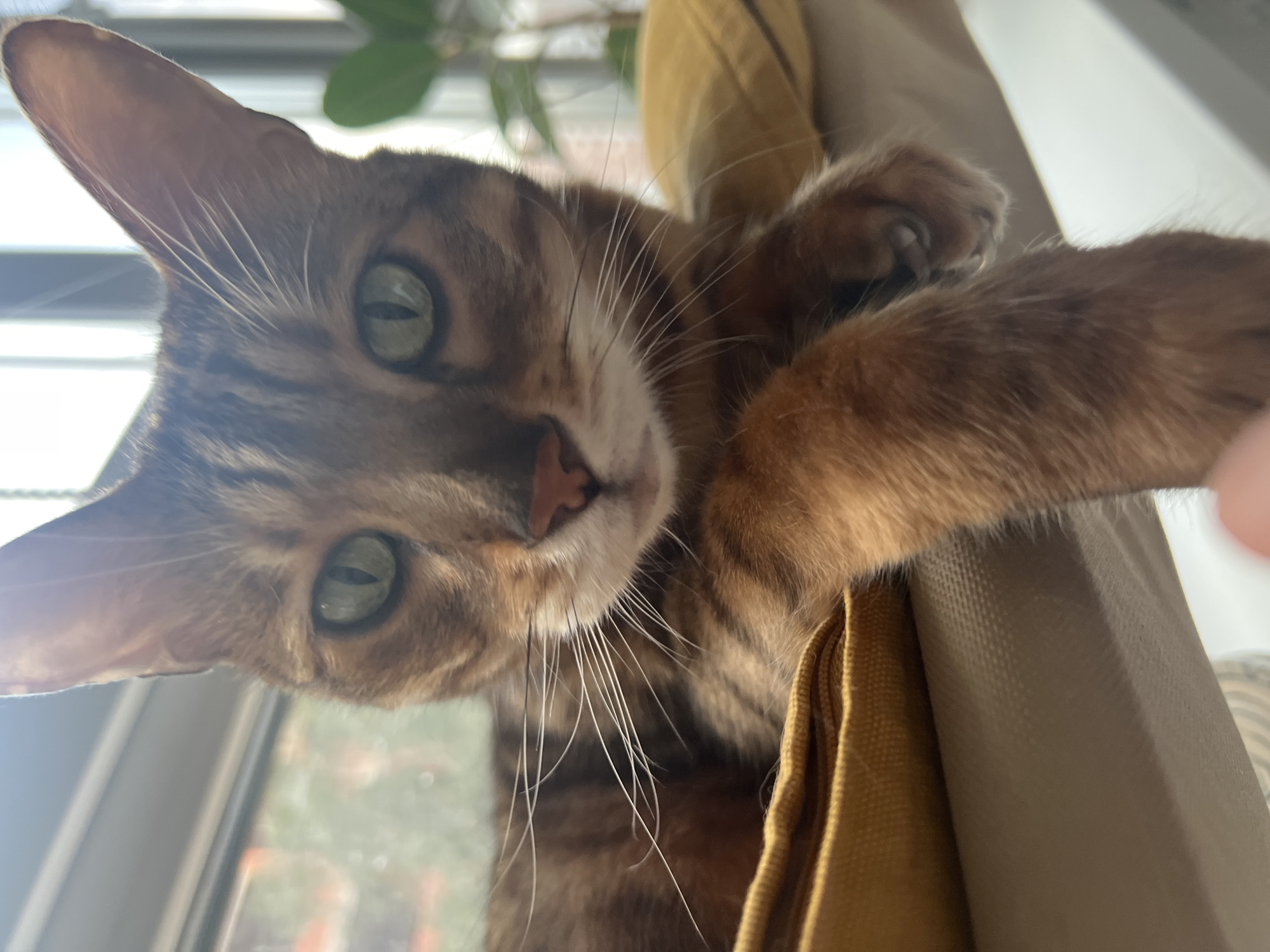 Tabby cat lounging in a Yekaterinburg window hammock
