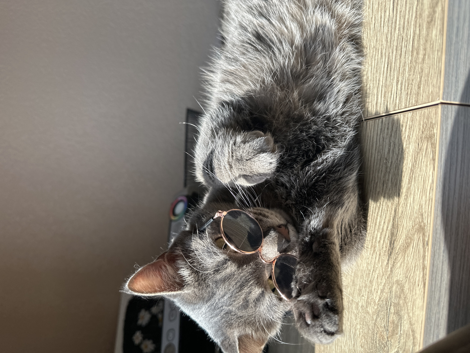 Cat spotted wearing sunglasses while relaxing in Krasnoyarsk
