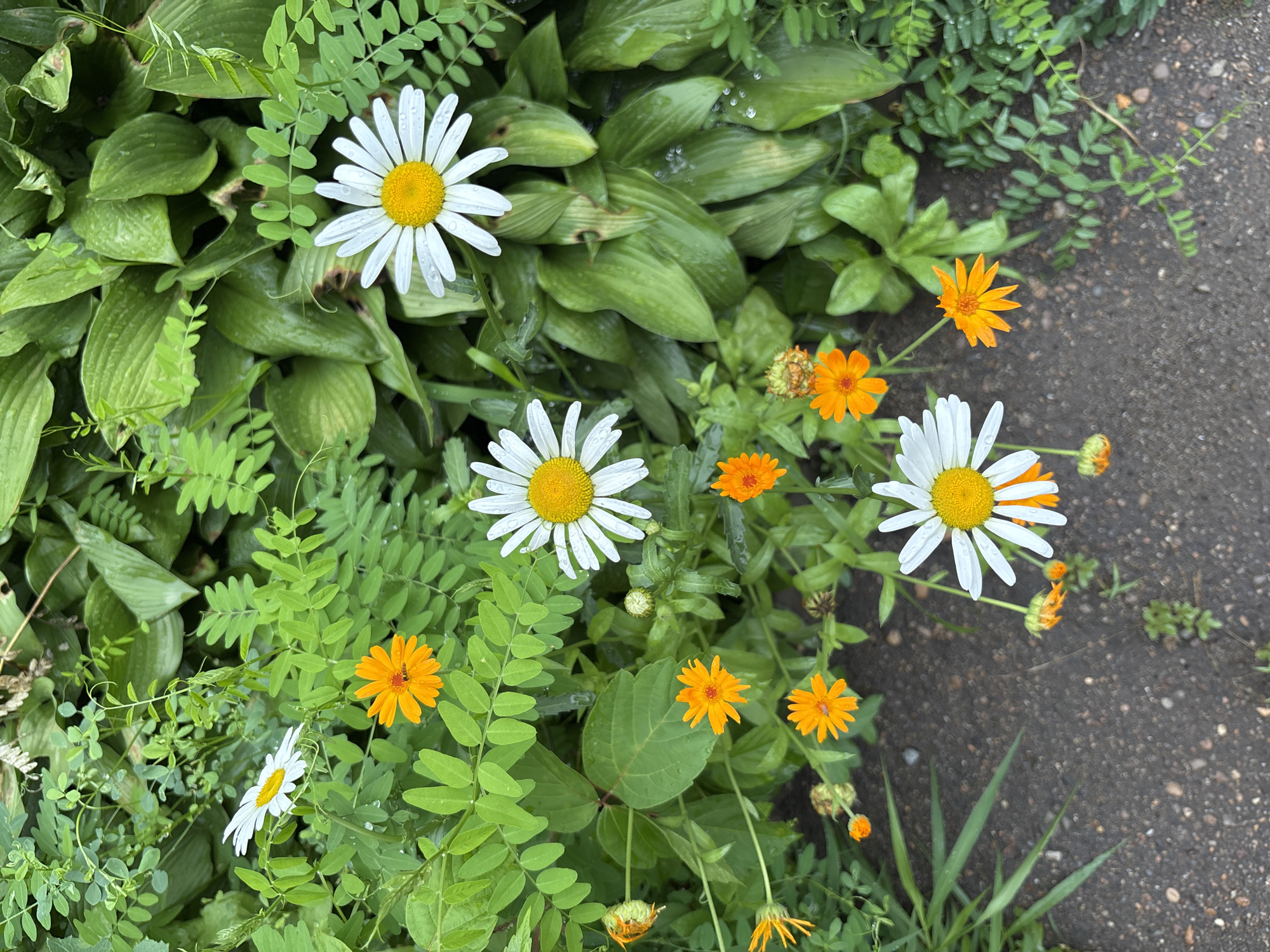 Wet morning at a Blagoveshchensk apartment block, garden in bloom