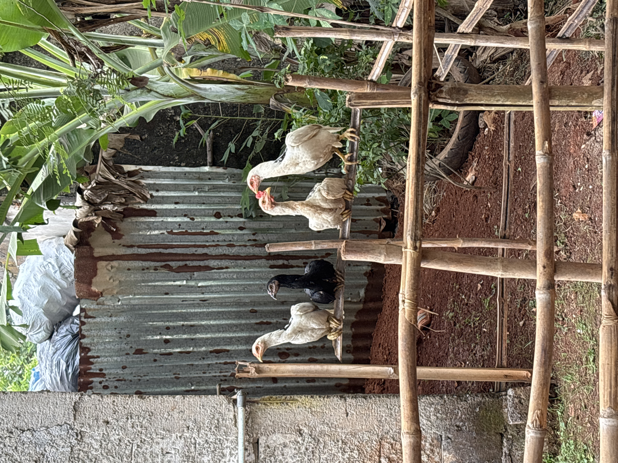 Chickens and overgrowth in a rural Taman Rahayu backyard