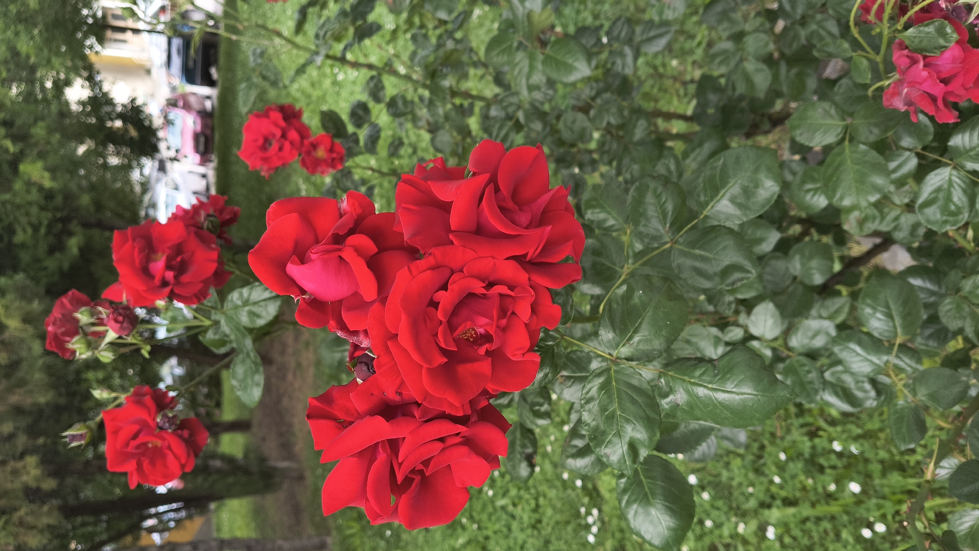 Rose gardens bloom in downtown Shumen, Bulgaria