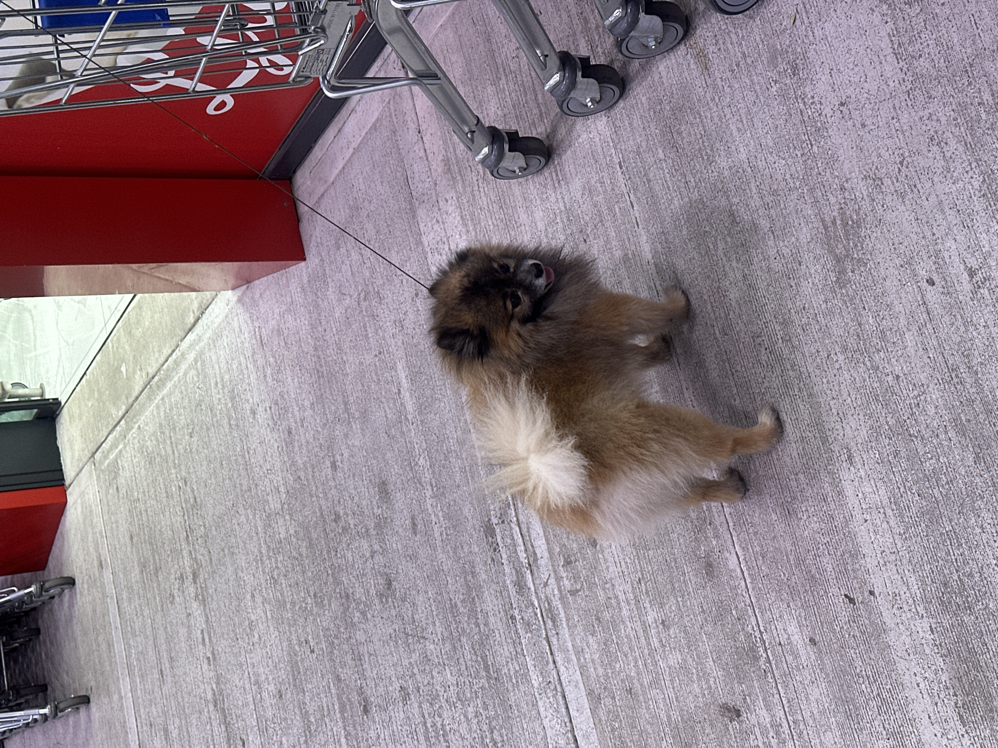 Woman documents evening shopping trip with dog in Montenegro