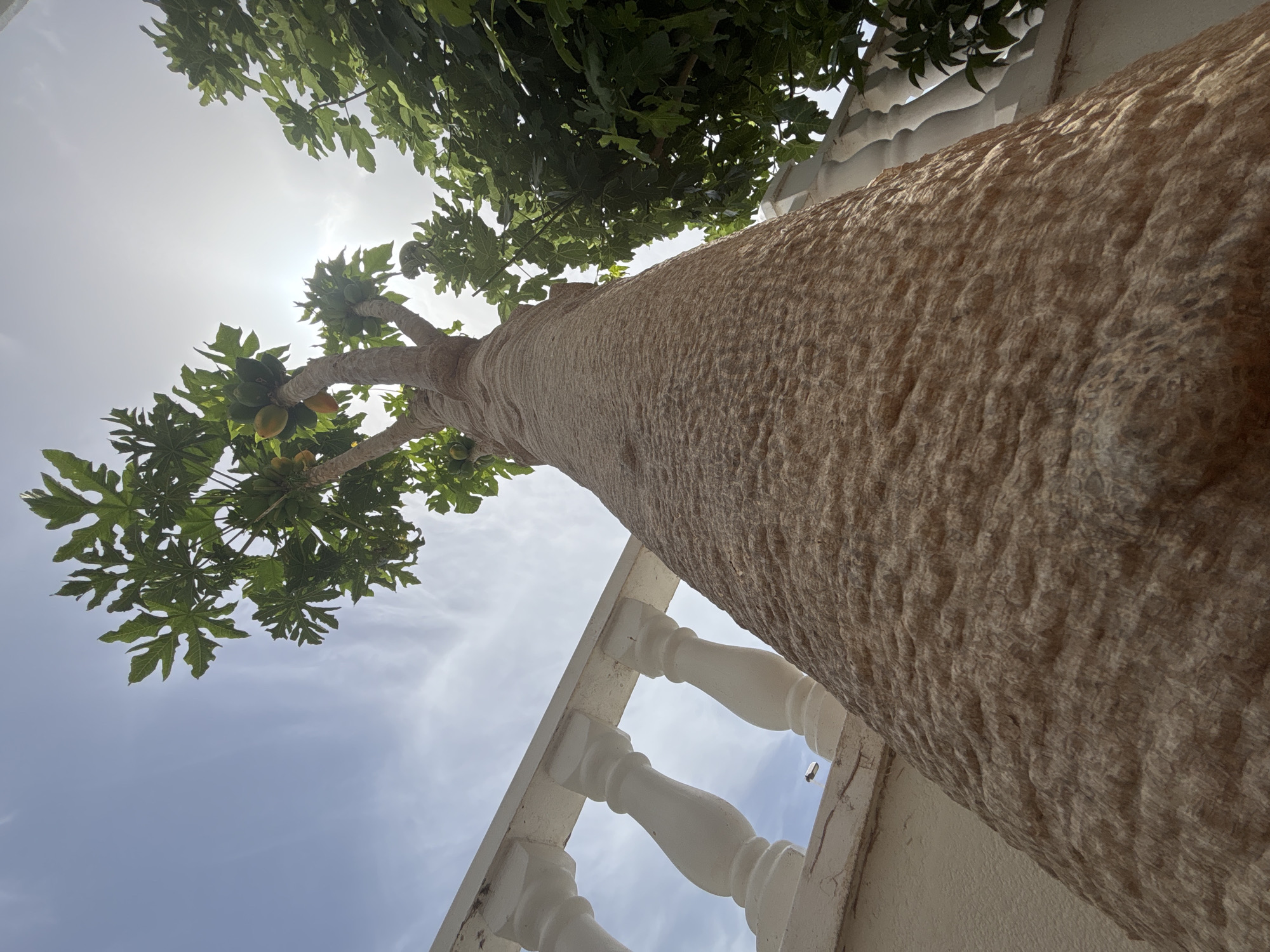 A Orihuela garden in full bloom, details and all
