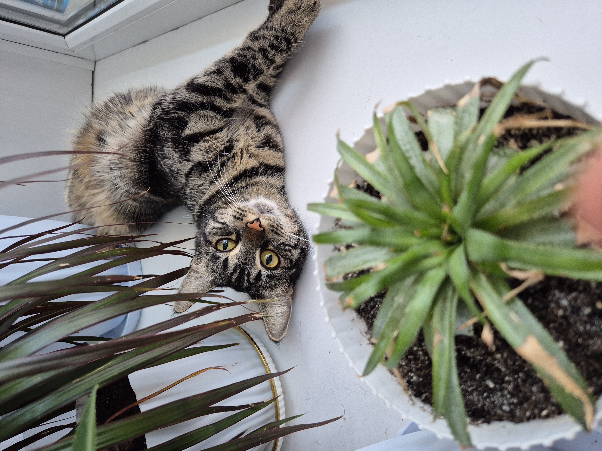 Everyday objects and a cat inside an Astana apartment